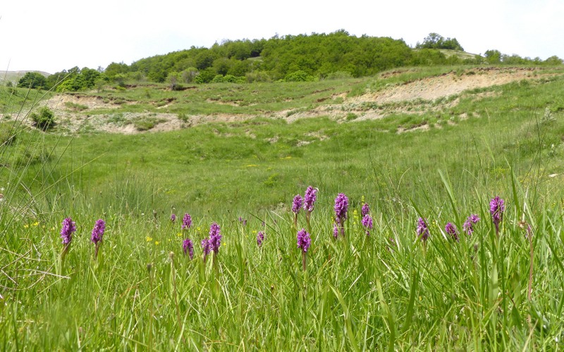 Una giornata tra le orchidee da Villetta Barrea a Scanno - 16 giugno 2021